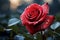 Romantic allure Red rose with glistening dew drops on bokeh