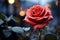 Romantic allure Red rose with glistening dew drops on bokeh