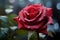 Romantic allure Red rose with glistening dew drops on bokeh