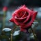 Romantic allure Red rose with glistening dew drops on bokeh