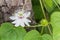 Romantic amazing nature weird wild grass flower,Passiflora with