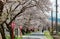 A romantic archway of beautiful cherry blossoms Sakura Namiki over a country road in Maniwa