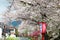 Romantic archway of flourishing cherry blossoms ( Sakura Namiki ) and traditional Japanese lamp posts along a country ro
