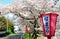 Romantic archway of pink cherry tree blossoms ( Sakura Namiki ) and Japanese style lamp posts along a country road