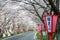 Romantic archway of pink cherry tree (Sakura) blossoms and Japanese style lamp posts along a country road