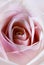 Romantic artistic closeup bouquet of tender romantic blooming Rose flower.