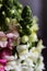 Romantic artistic closeup with soft focus bouquet of tender blooming Dragon flower, Snapdragon or Antirrhinum.