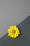 Romantic artistic minimalist gray yellow background with yellow daisy