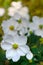 Romantic Autumn White Japanese Anemones