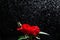 Romantic background with red rose under the rain on black. Passionate love. Greeting card with space for text