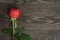 Romantic background with red rose on wood table