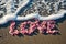 romantic beach of love rose petals on the wide coastline pragma