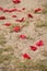 Romantic beach proposal with red highlights and decor featuring red roses and additional details.