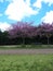 Romantic bench in the middle of two trees full of pink flowers