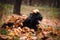 Romantic big black dog in autumn