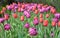 Romantic blooms tulips