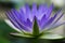 romantic blue lotus