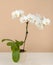 Romantic branch of white orchid on beige