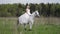 romantic bride is walking on horseback at wedding day, romantic view of woman and white horse