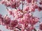 Romantic bright pink Japan sakura flowers with grey sky