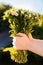 Romantic bunch of field daisy flowers at girl hands