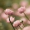 Romantic buttercup flowers