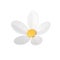 Romantic chamomile natural organic flower botanical blossom bud isometric 3d icon realistic vector