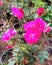 Romantic and charming pink Roses kept in pots in a nursery.