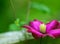 Romantic Clematis blossom closeup on green  with copy space