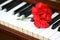 Romantic concept - red carnation on piano keys