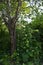 Romantic corner of an overgrown garden. Young shoots of morning glory stretch upward along ropes tied to the branches