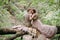 Romantic couple is gently hugs on the log. Autumn wedding