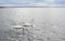 Romantic couple of mute swans Cygnus olor on the Baltic sea