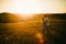 Romantic couple standing and kissing on background summer field sunflower sunset