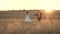 Romantic Couple Walks Wheat in Sunlight