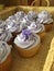 Romantic cup cakes for a wedding