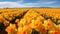 Romantic Daffodil Field Under Blue Sky - National Geographic Photo