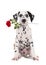 Romantic dalmatian puppy with a red rose in his mouth