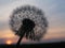 Romantic dandelion sunset