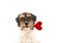 Romantic Dog - little cute Jack Russell Terrier doggy with a heart as a gift for Valentine in the mouth.. Picture isolated on