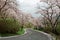 A romantic drive on a curvy mountain highway with beautiful cherry blossom trees