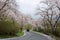 A romantic drive on a curvy mountain highway with beautiful cherry blossom trees, in Miyasumi Park