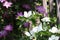 Romantic early summer garden white flowers of dogwood cornus venus and pink clematis  in the morning sun in front of a wooden