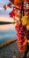 Romantic Fall Scene: Grape Bunch Hanging By Lake In Light Red And Cyan