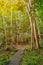 Romantic foot path through green enchanted forest