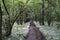 Romantic forest footpath in floodplain forest with flowering bear garlic.