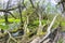 Romantic forest in the nature park