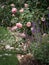 A romantic garden filled with the blooms of a pale pink shrub rose