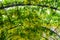 Romantic garden walkway forming a green tunnel of acacias at Kew gardens