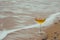 Romantic glass of wine sitting on the beach,